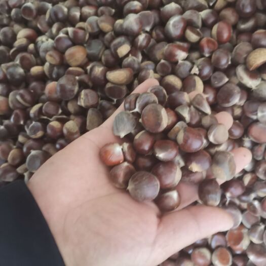 商洛迁西板栗  野山毛栗，板栗仁，板栗，中栗，小标，规格齐全，无虫眼内腐小
