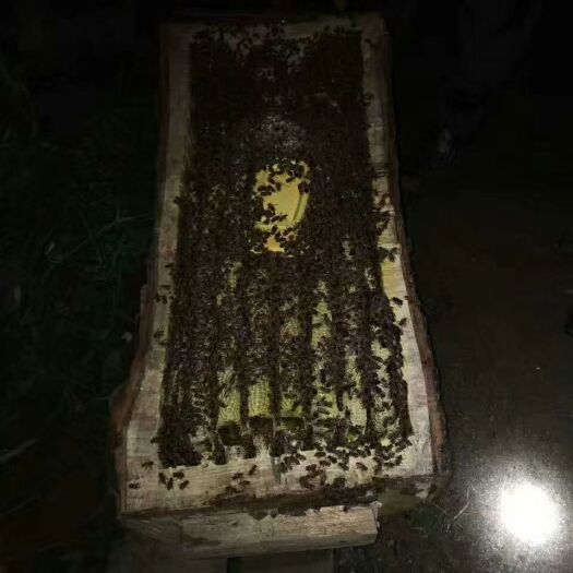 城固县 秦岭深山老林里的原始木桶蜂蜜，一年只取一次，可以做药引。