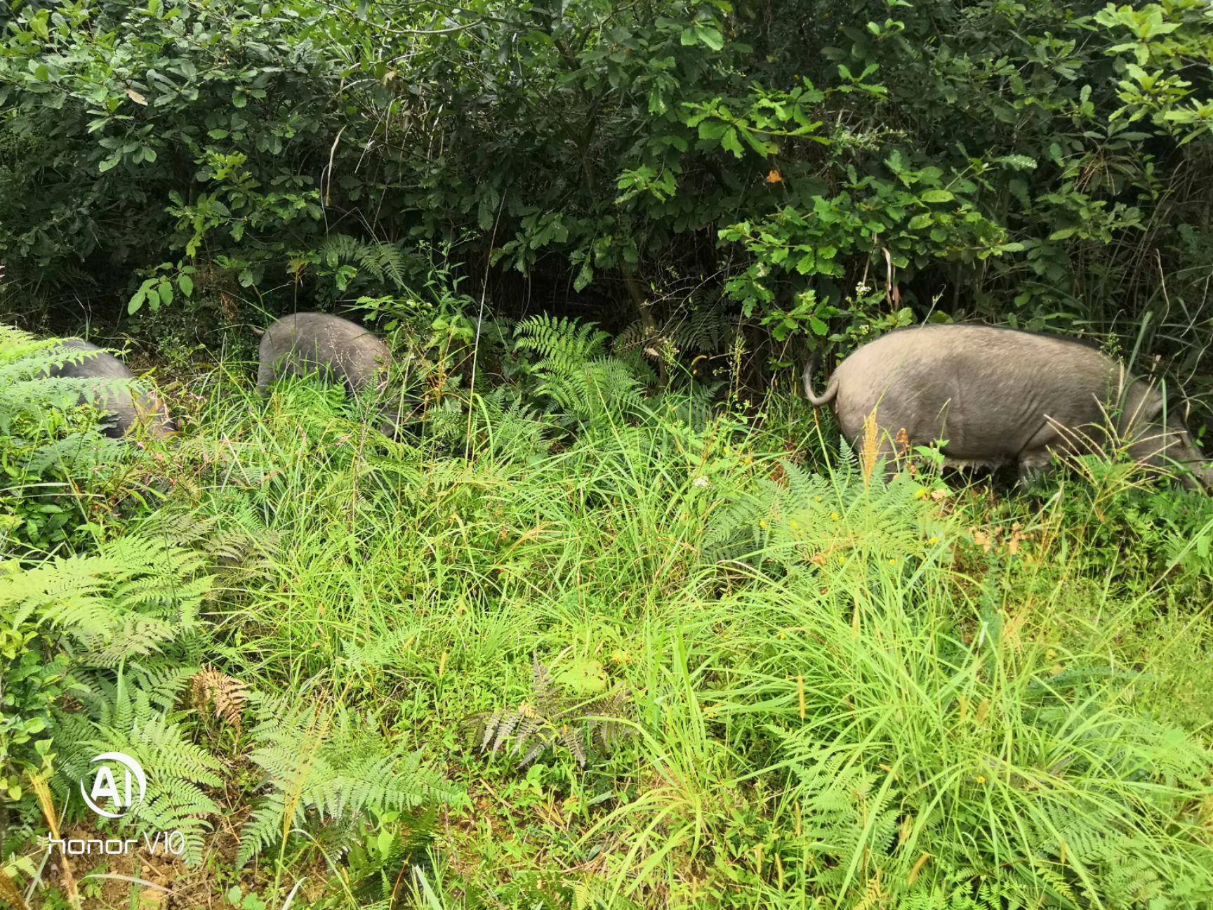 貴州省銅仁市思南縣 生態散養跑山豬