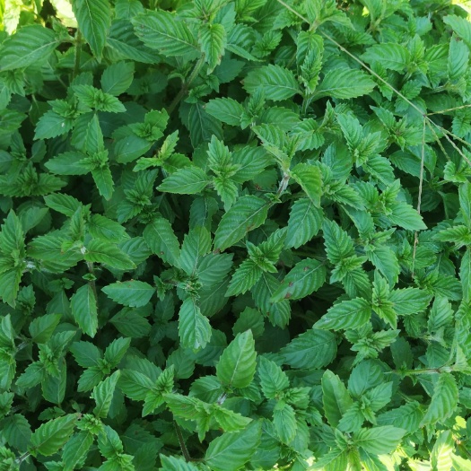 于都县凉粉草