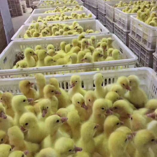 沭阳县大品种鹅苗，三花鹅苗，鸭苗，番鸭苗，灰鹅苗，皖普鹅苗