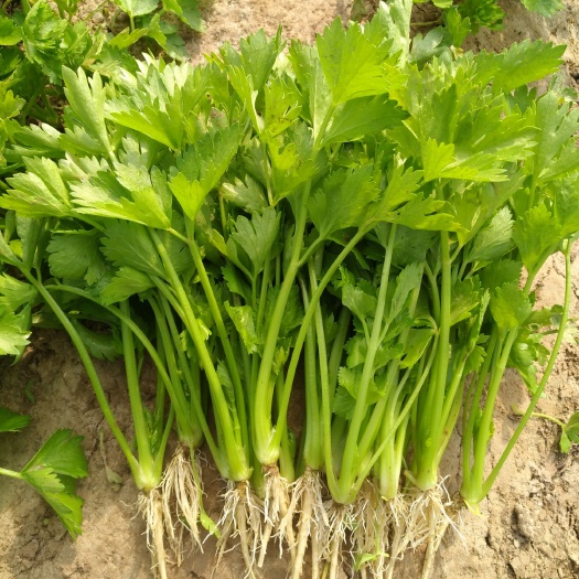 惠民县芹菜苗基地 纯正法国皇后西芹芹菜苗 极速发货。山东滨州