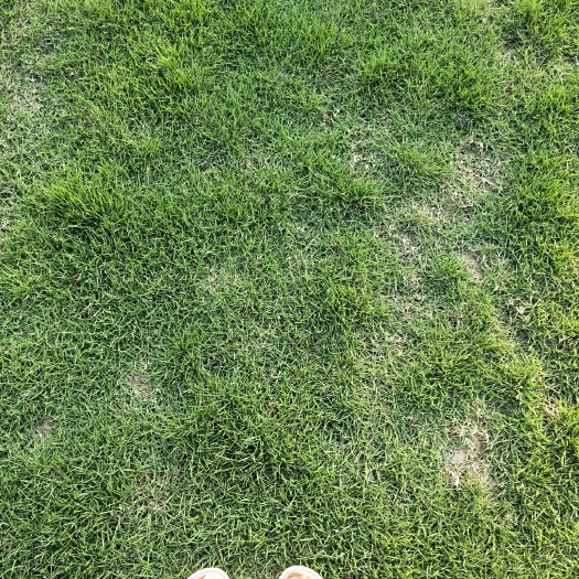 郴州马尼拉草皮 大量供应马尼拉青，