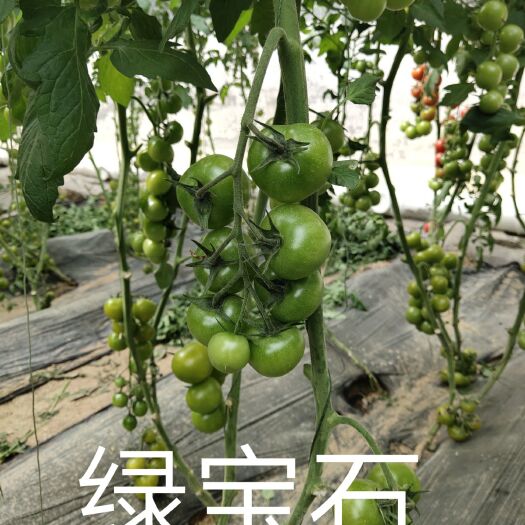 绿宝石西红柿种子  绿宝石大果番茄种子绿色口感酸甜阳台生吃圆形果水果蔬菜瓜果种籽