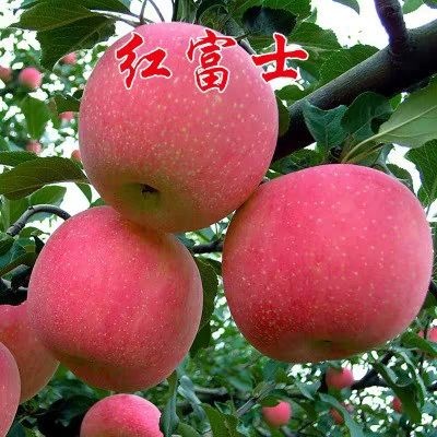 平邑县红富士苹果苗嫁接苗包品种