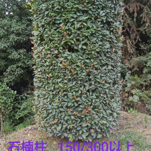 长沙 自家苗圃三米高红叶石楠柱子大量出售。寻找有缘人！