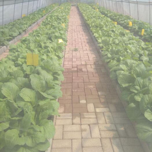 来宾蔬菜种植盆栽  基质栽培有机蔬菜，无农药无化肥