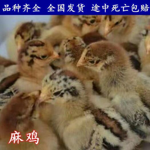 衡阳 鸡苗 麻鸡苗