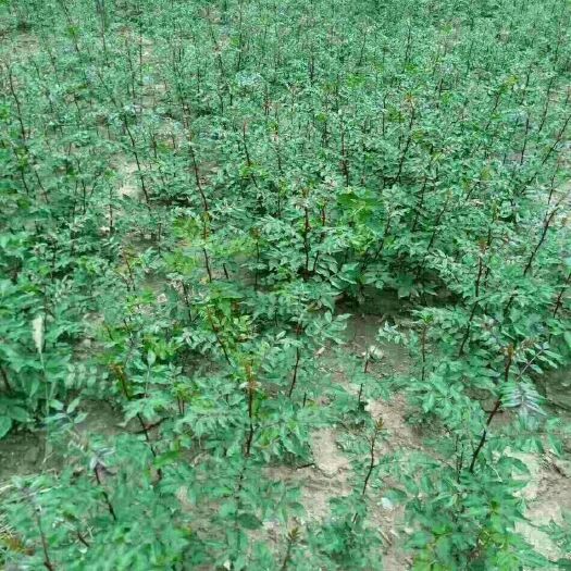 陇南红花椒苗 甘肃陇南大红袍花椒种苗，1.5米高