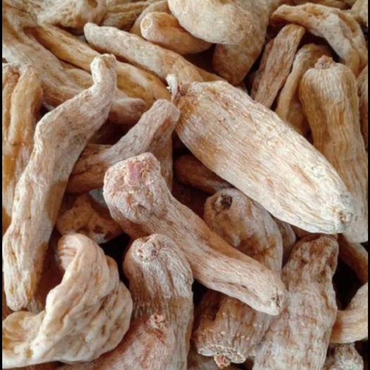 洛南县 天麻
