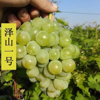 平邑县泽山一号苗 泽山一号