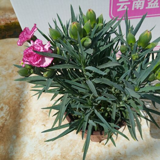 安宁市 云南昆明康乃馨基地直接批发