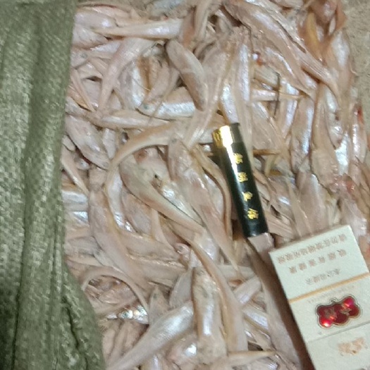  大毛刀鱼