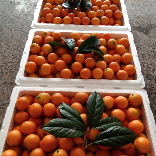 阳朔县 广西阳朔金桔，现在已经上市了...欢迎咨询！