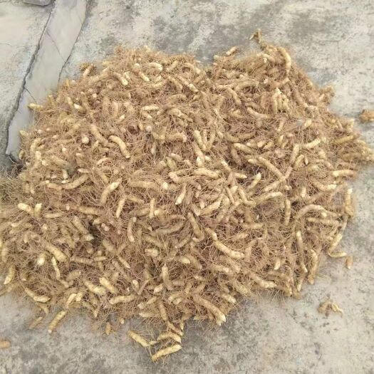 澧县湘玉竹 有现货开始出售，有意者速联