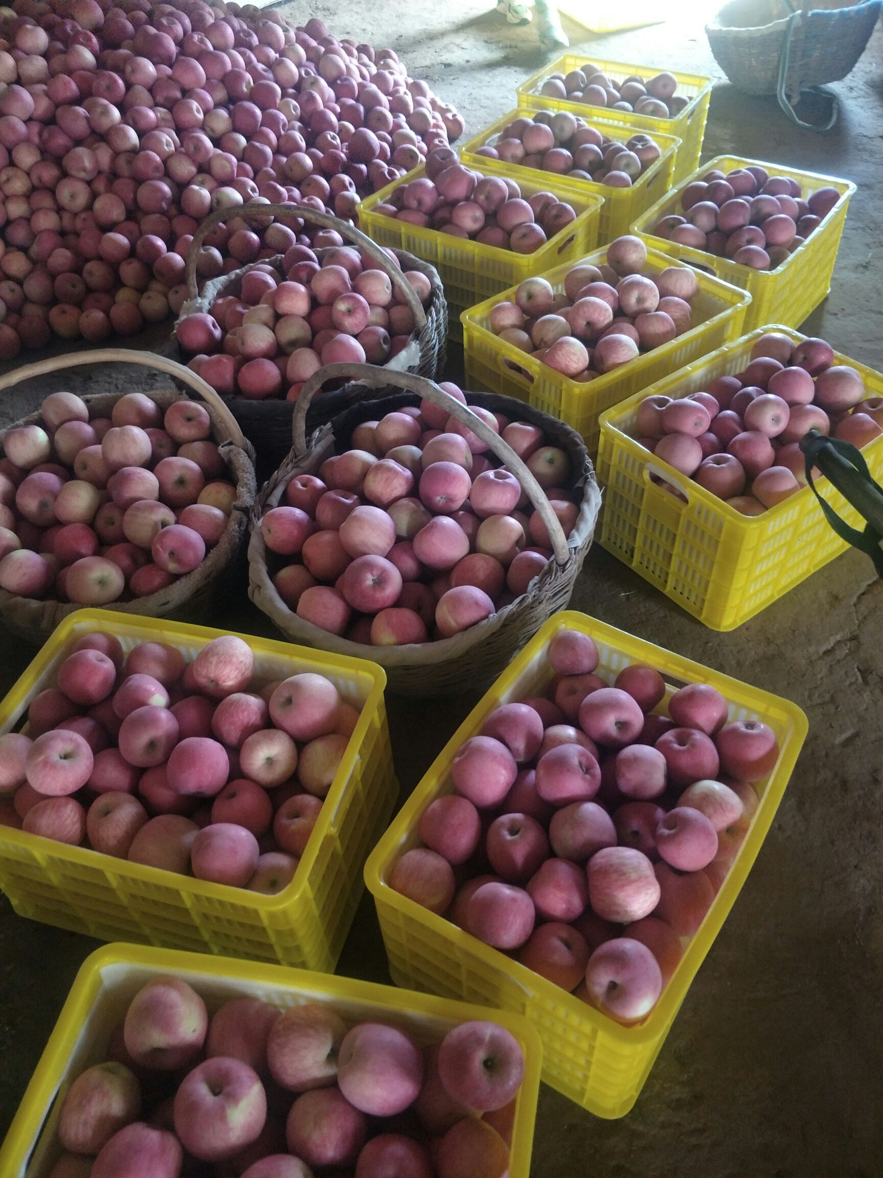 红富士苹果 庆阳高原红富士，脆甜可口，天然无污染