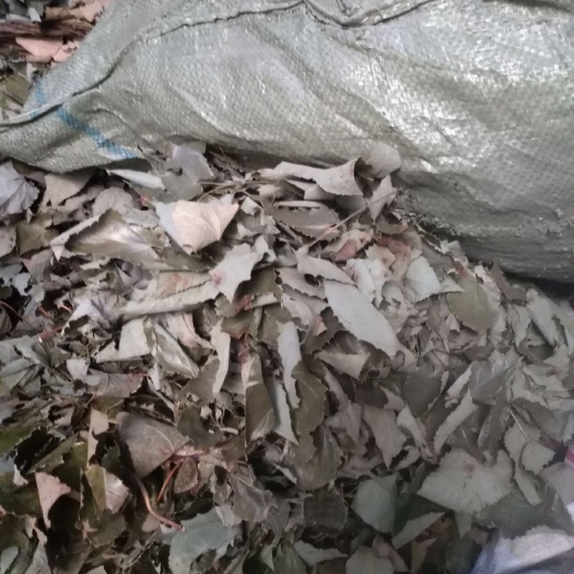 山阳县短角淫羊藿  淫羊藿叶