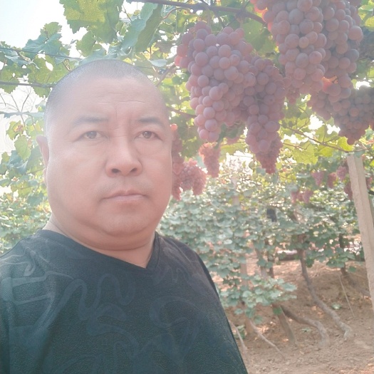 涿鹿县 龙眼葡萄