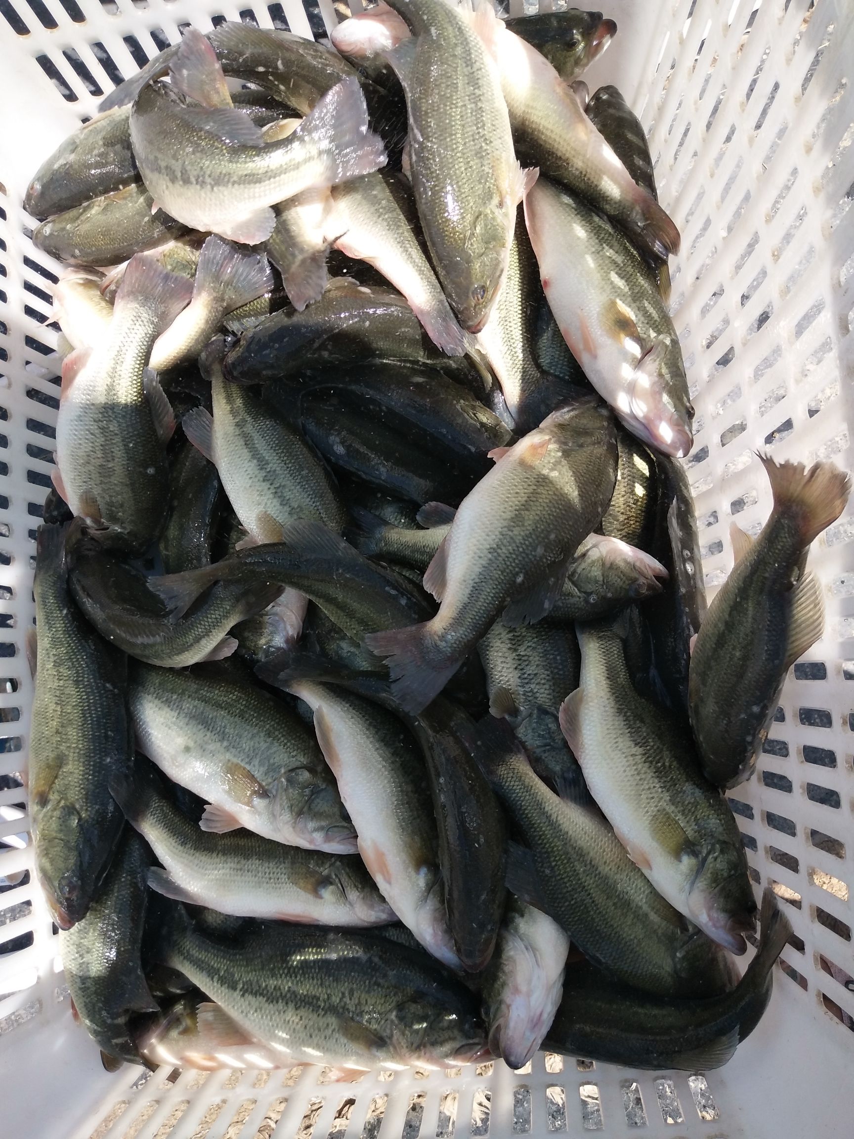 [加州鲈鱼批发]加州鲈鱼现货价格15元/斤 - 惠农网