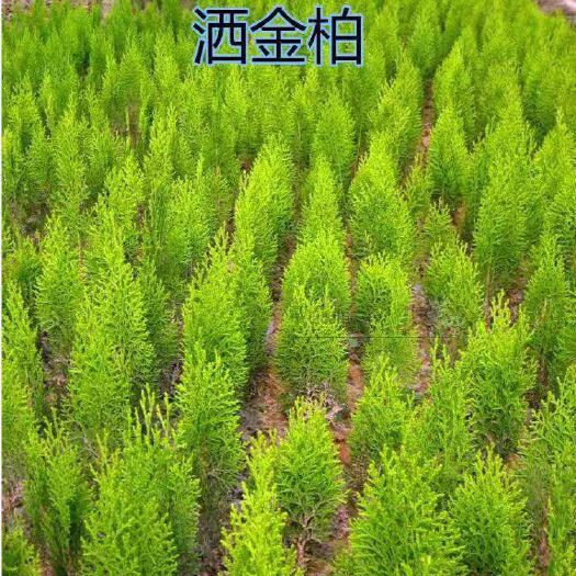 沭阳县 洒金柏道路绿化绿植地苗