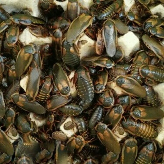 广州 杜比亚蟑螂各种规格龙鱼、蜥蜴变色龙活动饲料。