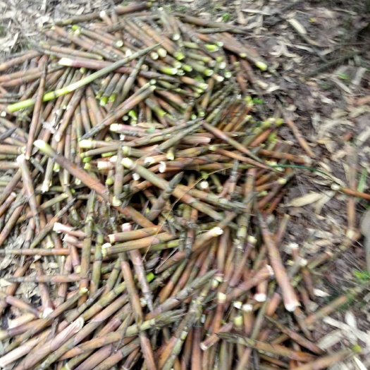 松桃县 本地特产野生香小竹笋鲜货