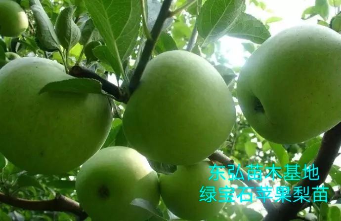平邑县绿宝石梨苗 东弘苗木推出新品绿宝石苹果梨苗