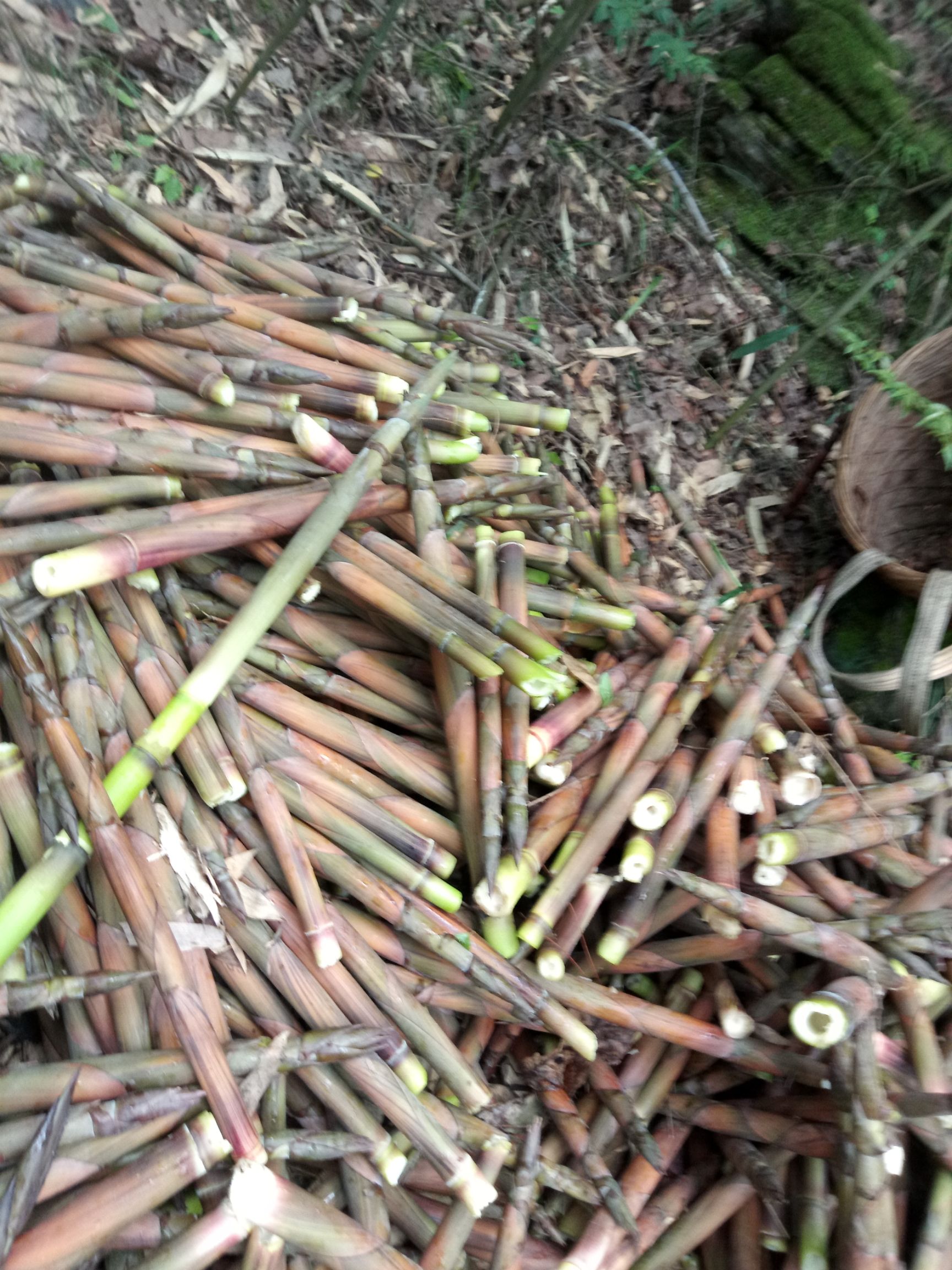  本地特产野生香小竹笋鲜货