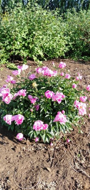 沈阳赤芍种苗 观赏芍药