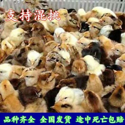 沭阳县 鸡苗
