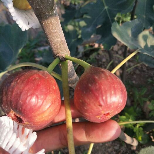 泰安波姬红无花果苗，金奥芬无花果苗，无花果苗