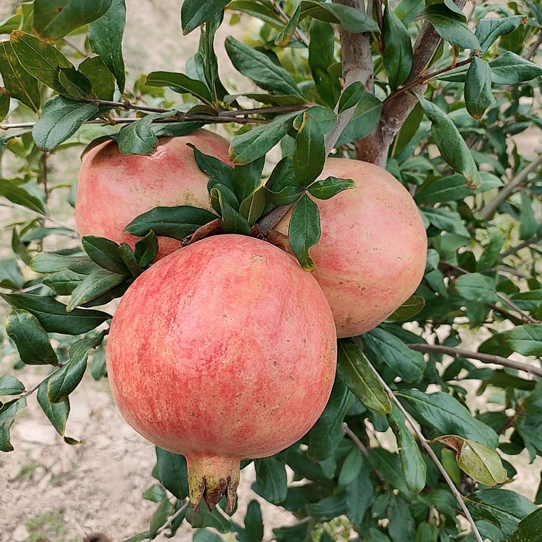 自家石榴河阴石榴批发零售果大，保甜，软籽