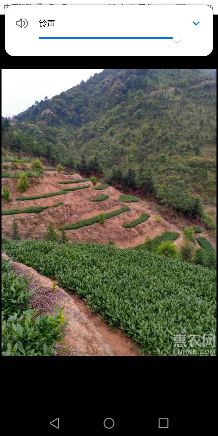 铁观音春茶新茶新上市‘