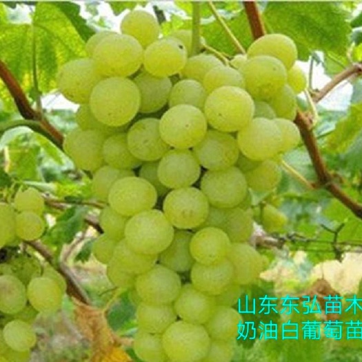 平邑县 新品奶油白葡萄苗超甜