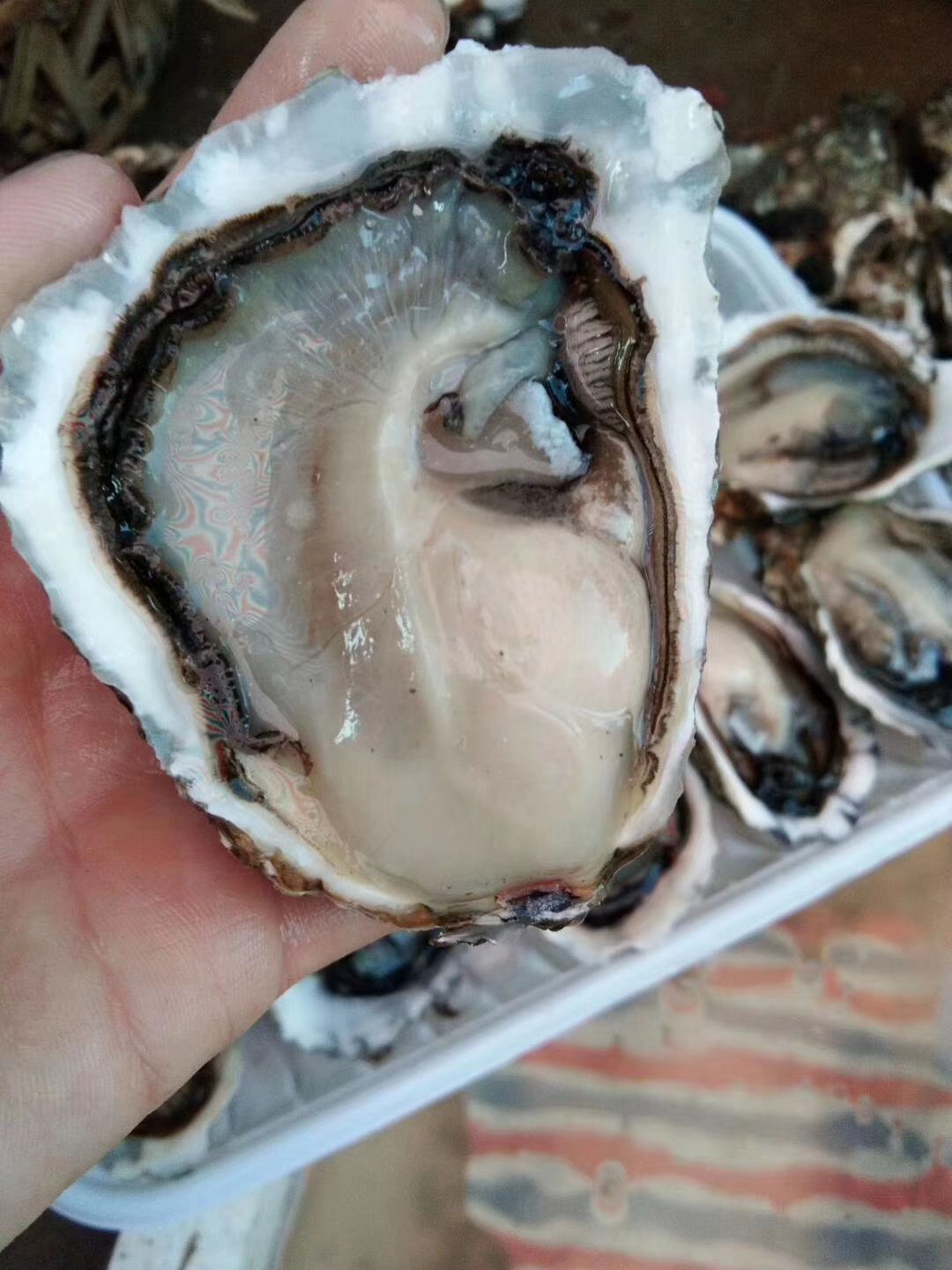 阳江生蚝 生蚝批发价。  一箱一百斤。
