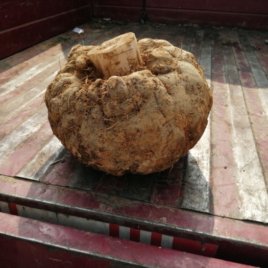 白魔芋 大量出售有需要的老板联系我啊