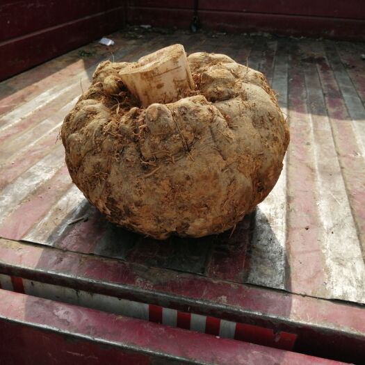 冕宁县白魔芋 大量出售有需要的老板联系我啊