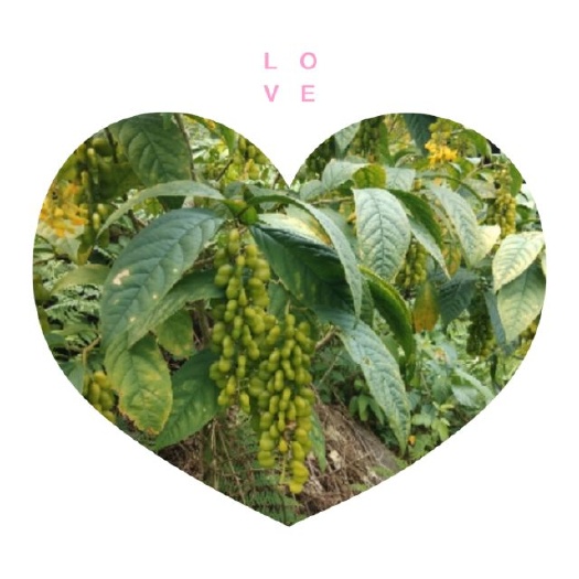 恭城县 黄花倒水莲