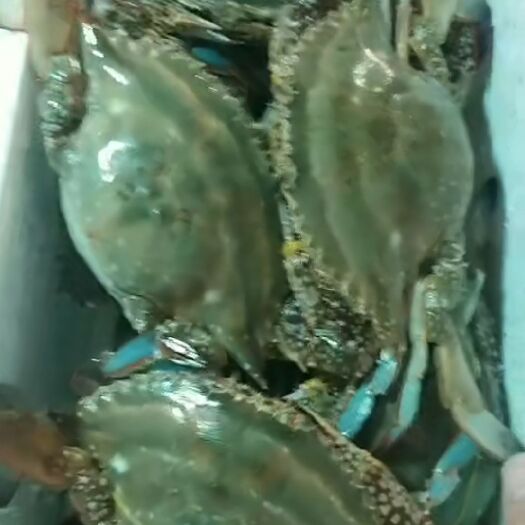 黄骅市梭子蟹 纯渤海海鲜，保质保量