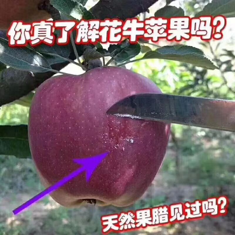 甘肃礼县花牛苹果