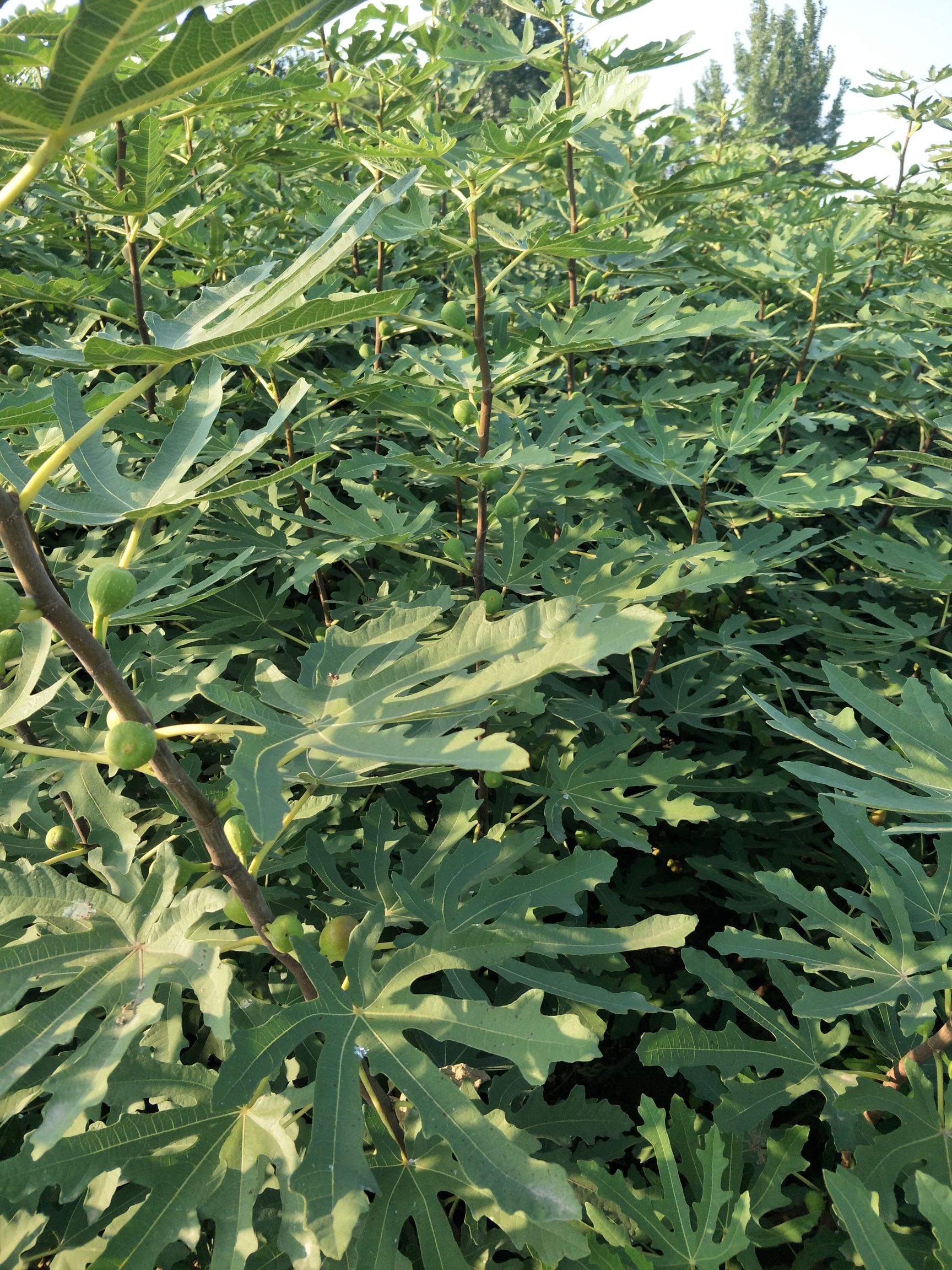 波姬红无花果苗，金奥芬无花果苗，无花果苗