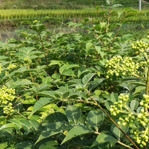 隆回县吴茱萸苗