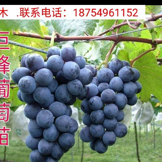 平邑县 巨峰葡萄苗嫁接苗包质量包成活包纯度根系发达基地现挖现发包挂果