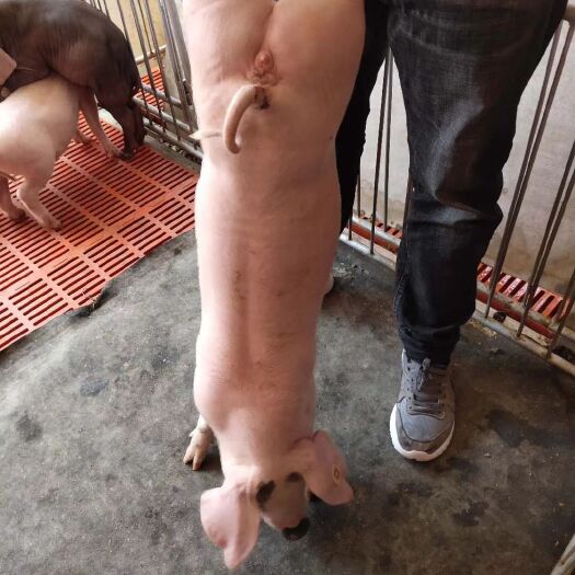 莒南县太湖猪苗  长太二元母猪，优质的瘦肉型仔猪母本，产子多。