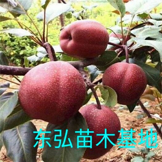 平邑县红啤梨苗 新品美国红脾梨苗