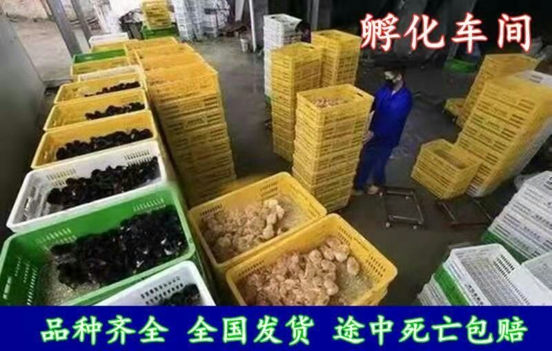 沭阳县 鸡苗 柴鸡苗