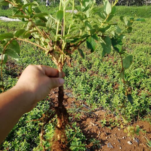 平邑县树形金银花苗  树形四季金银花苗48小时发货部分保邮