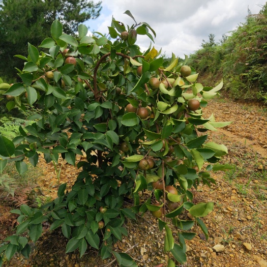 惠水县芩软2号油茶  软枝油茶好品，决定高产量！
