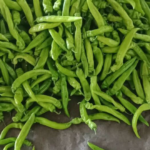 昌黎县 黄皮尖椒正在大量供应中有需要的老板请联系