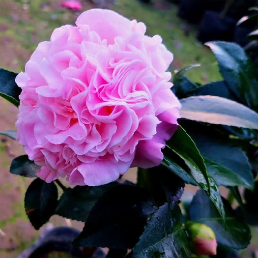 广州香茶花盆栽香妃烈香山茶花树苗千里香室内阳台绿植四季花卉浓香